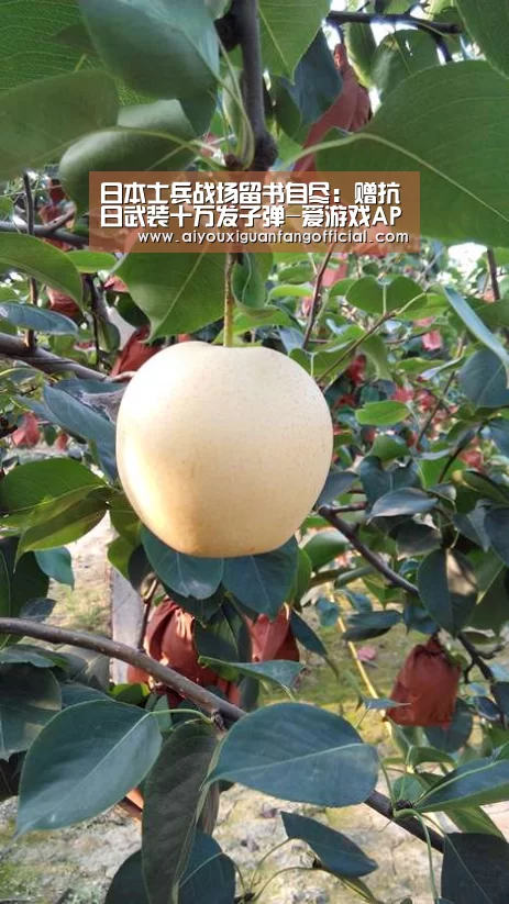 爱游戏官方